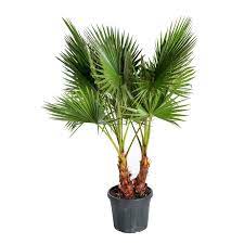 Washingtonia filifera ou robusta famille : Washingtonia Robusta Ou Palmier Du Mexique 100 120 Cm En Pot De 50 L Palmiers Balcon Et Terrasse Balcon Terrasse Botanic