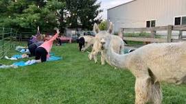 Adult Yogapaca | Yoga with Alpacas