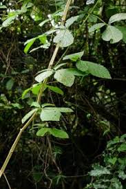 Image result for Cyphostemma abercornense