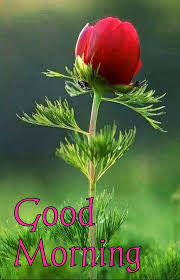 Read on to find out how. Best 40 Good Morning Images Free Download For Whatsapp Hd Download Mixing Images