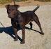 Patterdale Terrier Puppies for Sale in Virginia