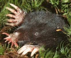 The Star Nosed Mole Is A Little North American Mole Found In Wet Low Areas Of Eastern Canada And The North Funny Looking Animals Weird Animals Animals Amazing