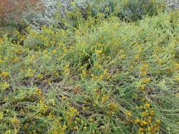 Image result for Isonema