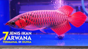 Home » ikan nila » umpan pancing ikan nila yang paling galak. Ikan Termahal Asal Indonesia Di Akui Dunia 7 Jenis Ikan Arwana Termahal Di Dunia Youtube