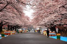 One of japan's most crowded, lively and popular spots for cherry blossom parties, ueno park features more than 1000 trees located in the western suburbs of tokyo, showa memorial park (showa kinen koen) is one of tokyo's largest public parks. J Pgrgxukx4gvm