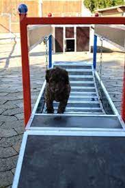 Wählen sie einen oder mehrere klettertürme, integrieren sie eine schaukel, rutsche oder hängebrücke. Hangebrucke Www Hunde Zubehoer24 De Hunde Sachen Hund Zubehor Haustier