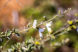 Image result for Syncolostemon elliottii