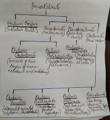 Make A Flow Chart Of Invertebrates In The Kingdom Animalia