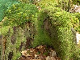 Image result for Lepidotrichilia