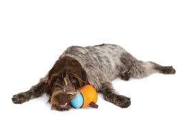 Dog Toy Treat Dispenser | West Paw Toppl
