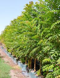 Image result for Cedrela