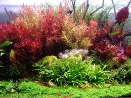 Image result for Rotala gossweileri