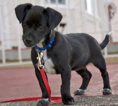 Full Grown Chihuahua Terrier Mix Black And Brown I Want This Puppy Chihuahua Mix Puppies Puppies Chihuahua Mix