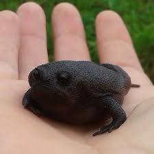 Black And Yellow Frog Animal Crossing Black Rain Frog If I Were A Frog This Would Be Me Grumpy Frog Cute Frogs Reptiles And Amphibians Amazing Frog