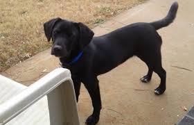 One way to determine the ancestry of the lab mix can come in a variety of coats. The Beagle Lab Mix A K A Beagador Fun Playful With A Mind Of Its Own Animalso