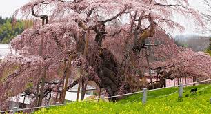 Sekedar bersantai menikmati keindahan wisata bunga sakura yang mekar sempurna di pertengahan bulan april hingga akhir bulan april. Wisata Negri Sakura Bayat Indo Punya Nusantaratravelsite Taman Ini Berada Di Chiyoda Tokyo Dekat Dengan Kedutaan Besar Inggris Narutix Club