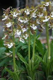 Image result for Calanthe