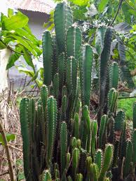 Image result for Cactaceae
