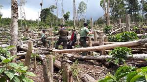 We did not find results for: Kasat Polhut Tinjau Lokasi Dugaan Penebangan Liar Register 43b Radarlambar Com Radar Lambar Radar Pesbar