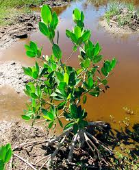 Image result for Rhizophora racemosa