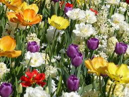 Hier Konnen Wir Im Fruhling Herrlich Bunte Tulpen Sehen Durch Die Unterschiedlichen Farben Und Formen Der Tul Tulpen Fruhlingsgarten Blumenzwiebeln