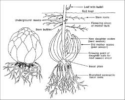 flower bulbs cargo handbook the worlds largest cargo