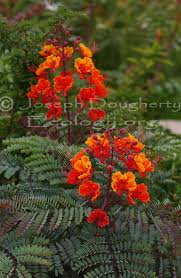 Image result for Caesalpinia