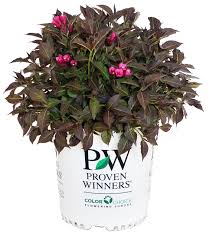 This proven winners selection brightens up your landscape in many ways. Proven Winners Weigela Florida Spilled Wine Weigela Shrub Pink Flowers 2 Size Container Buy Online In Bahamas At Bahamas Desertcart Com Productid 143281040