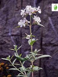 Soaproot, bouncing bet, latherwort, fuller's herb. Soapwort Saponaria Officinalis Flowers Naturegate