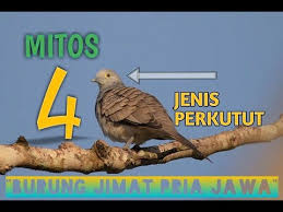 Mitos 4 Jenis Perkutut Burung Jimat Pria Jawa By Perkutut Channel