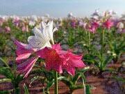 Image result for Crinum paludosum