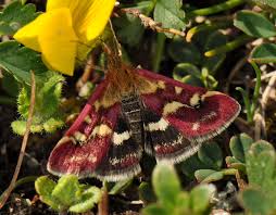 Image result for Pyrausta ostrinalis