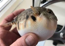 Take a picture of a clownfish 3 times. Reel Fantasea Fishing Charters Bigger Bass Lbi Nj Fishing Report