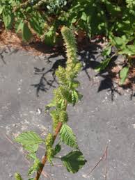 Image result for Amaranthus spinosus