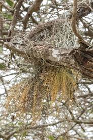 Image result for Microcoelia exilis