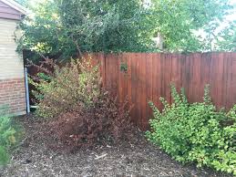 We did not find results for: Nanking Cherry Shrub Browning 486553 Ask Extension