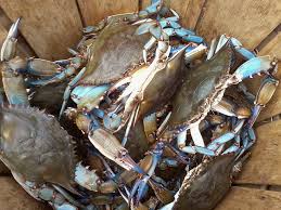 Fishing Crabbing And Clamming Barnegat Bay Partnership