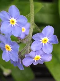 Simply replace the sample text and photo holders with your own special photos and information details and the poem or prayer or other words of your choice. Wood Forget Me Not Seed Packet 0 1g Myosotis Sylvatica Approx 150 Seeds Uk Delivery Naturescape