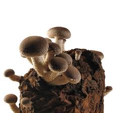Image result for Lentinus edodes