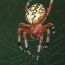 The deadliest among the lot are the brown recluse and black widow, though their presence is extremely rare. Spiders In New York Species Pictures