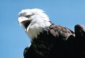 The eagles are an american rock band that was formed in los angeles, california, during the early 1970s. Bald Eagles Making Their Way Towards Missouri