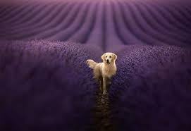 Pet & people photo sessions. Majestic Dogs Pose In Natural Landscapes For Striking Portrait Series