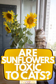 Are succulents poisonous to cats? Are Sunflowers Toxic To Cats Thecatsite Articles