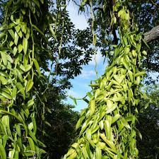 Coffee beans do grow on evergreen trees or shrubs. How Does Vanilla Grow David Vanille Explains It All To You