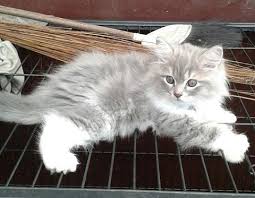 Biasannya kucing ras ini yang sudah memiliki warna lain selain warna putih sudah disilangkan. Terjual Kucing Persia Himalaya Kaskus