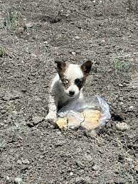 Injured puppy in Dos Palos needs aid