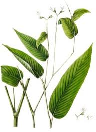 Image result for Maranta arundinacea