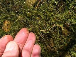 Image result for Subularia