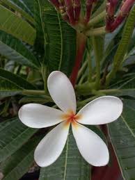 Lisa S Collection Dwarf Singapore Pink Plumeria Evergreen Frangipani Plumeria Evergreen