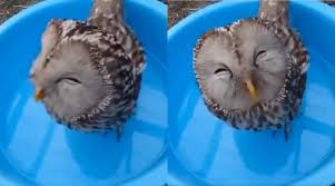 Hal unik lainnya ialah burung hantu bisa memutar kepala sampai 135 derajad. Video Selalu Nampak Garang Ni Reaksi Burung Hantu Tersenyum Bila Dapat Minum Air